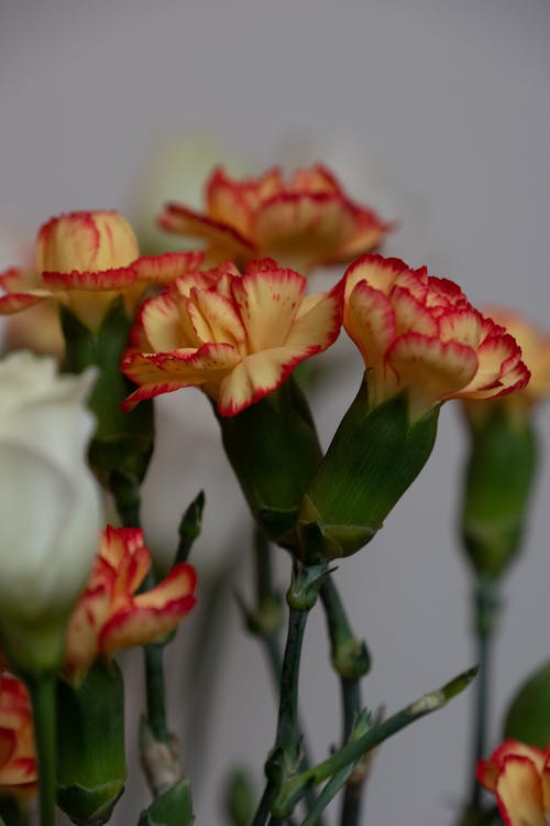 Close up of Yellow and Red Flowers