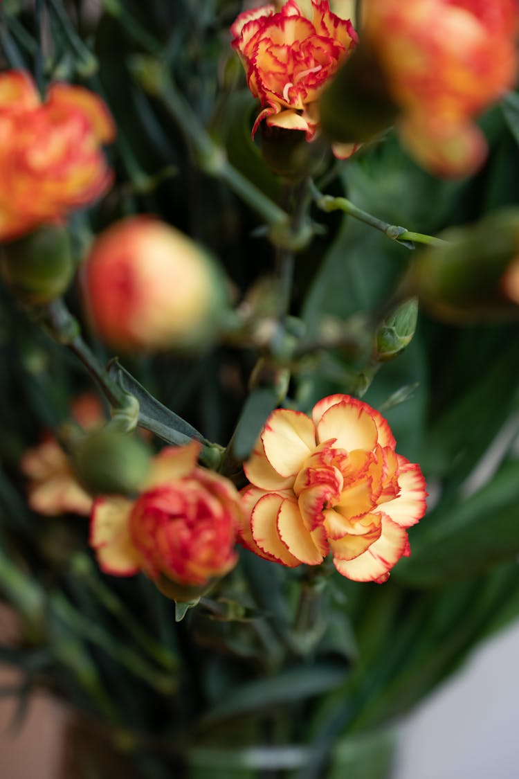 Bouquet Of Yellow Carnation Flowers