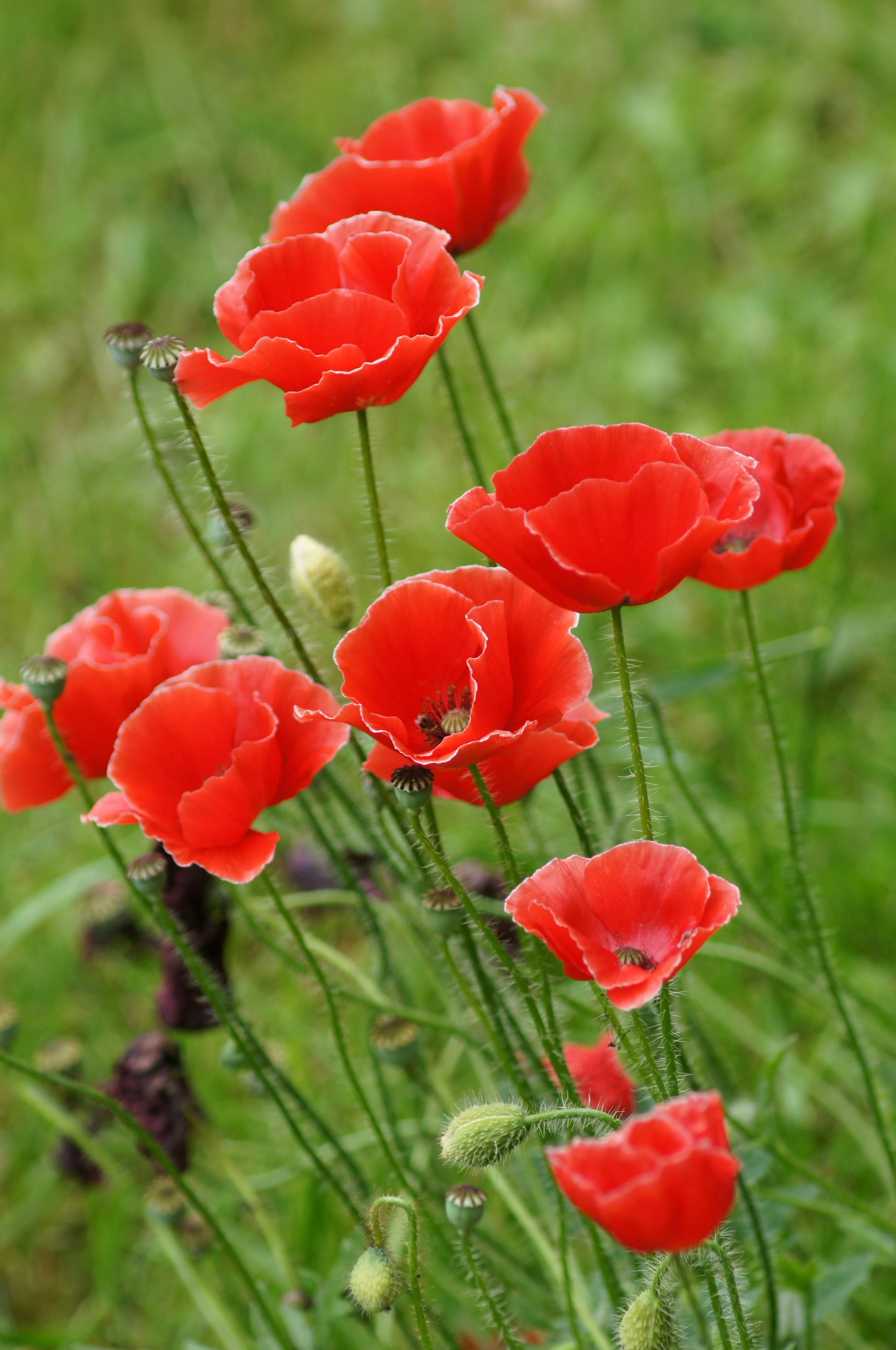 Bright red poppies blooming in a lush green garden, capturing the essence of springtime floral beauty.