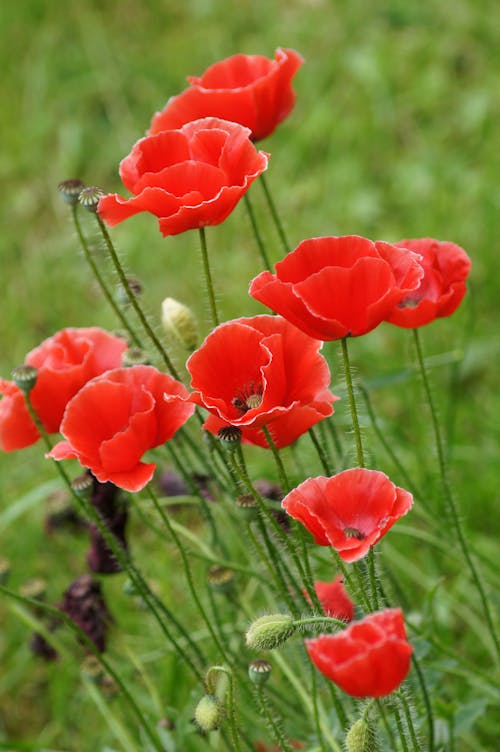 Red poppies are growing in the grass