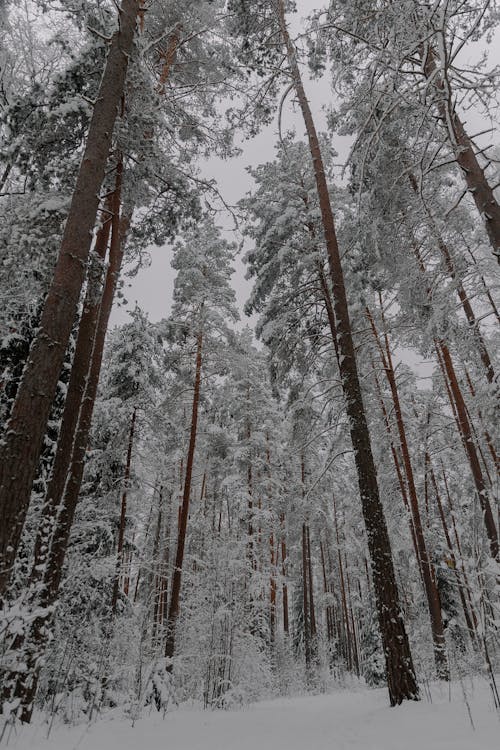 Foto profissional grátis de cenário, com frio, floresta
