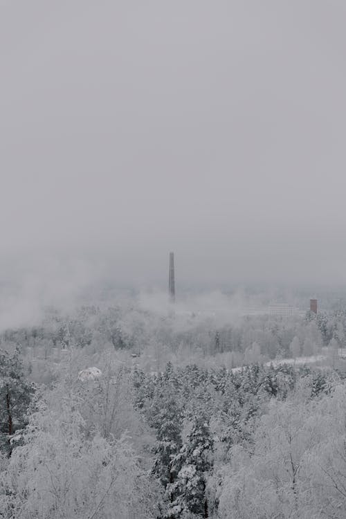 Clouds over Forest in Winter