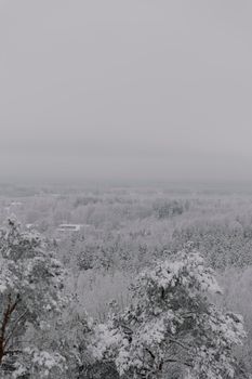 A serene view of a snow-blanketed forest enveloped in mist, capturing the essence of winter.