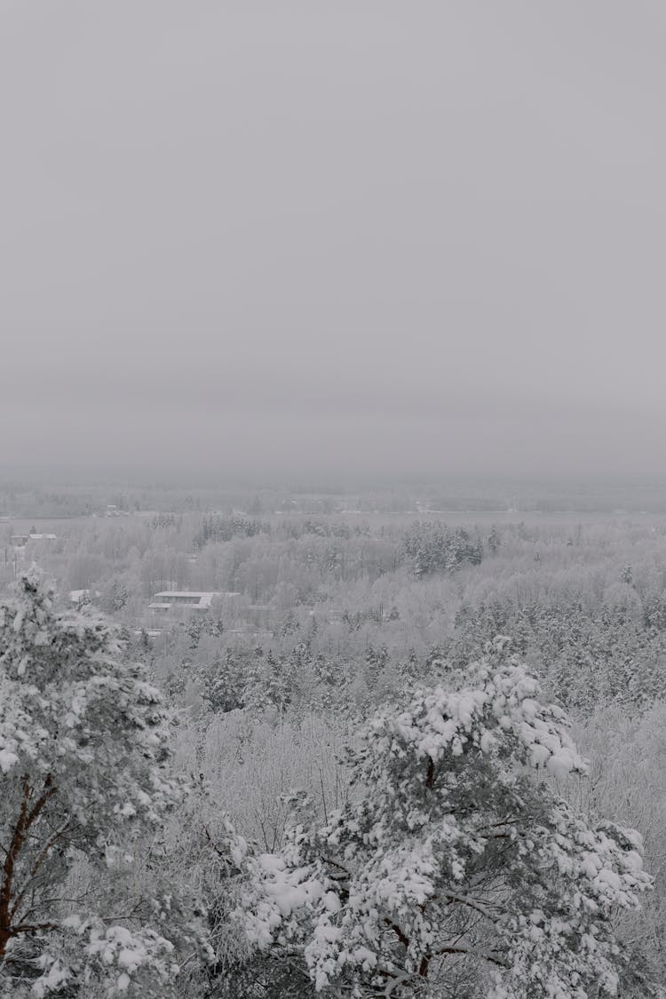 Frost Covered Trees In Forest