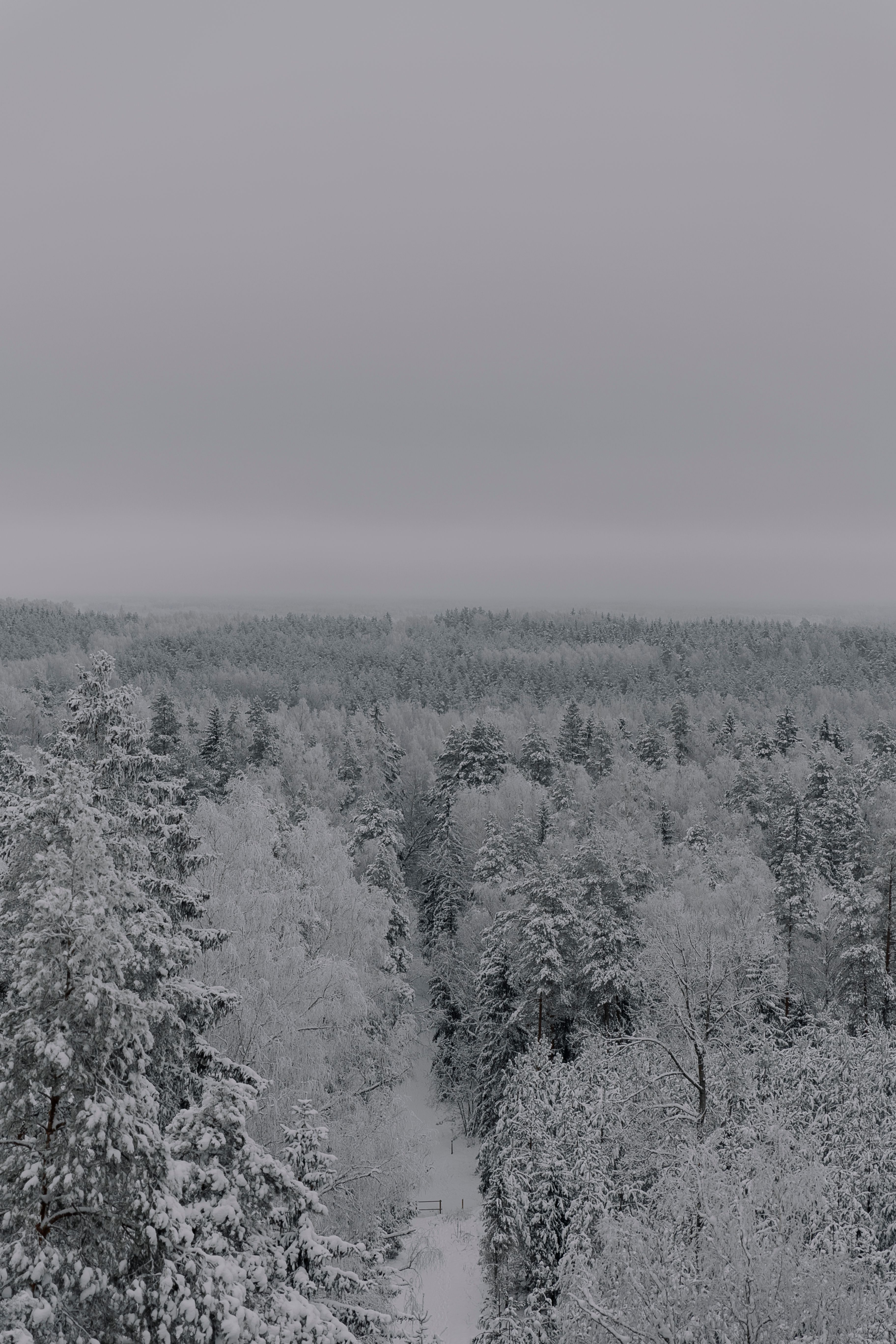 Overcast over Forest in Winter · Free Stock Photo