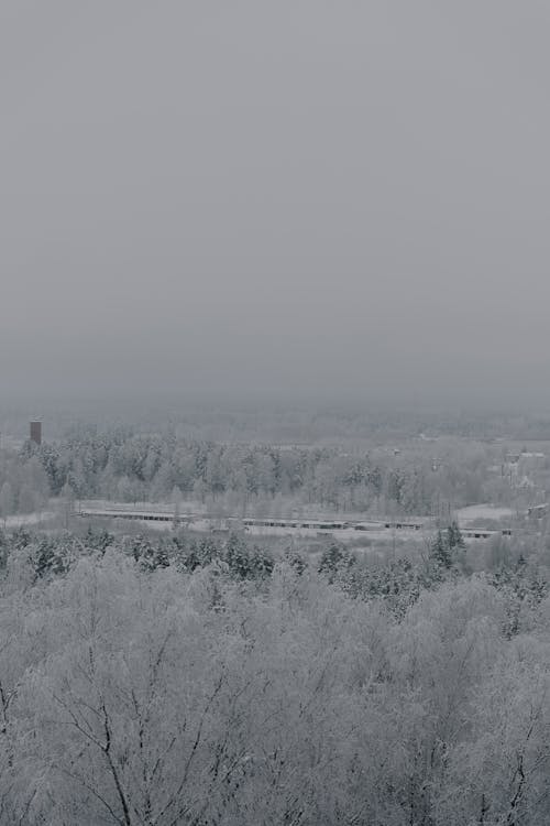 Drone Shot of Forest in Snow