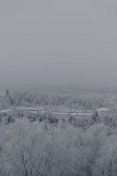 A tranquil snowy forest landscape with a train crossing in winter.