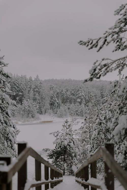 Winter Landscape with Snowcapped Trees 