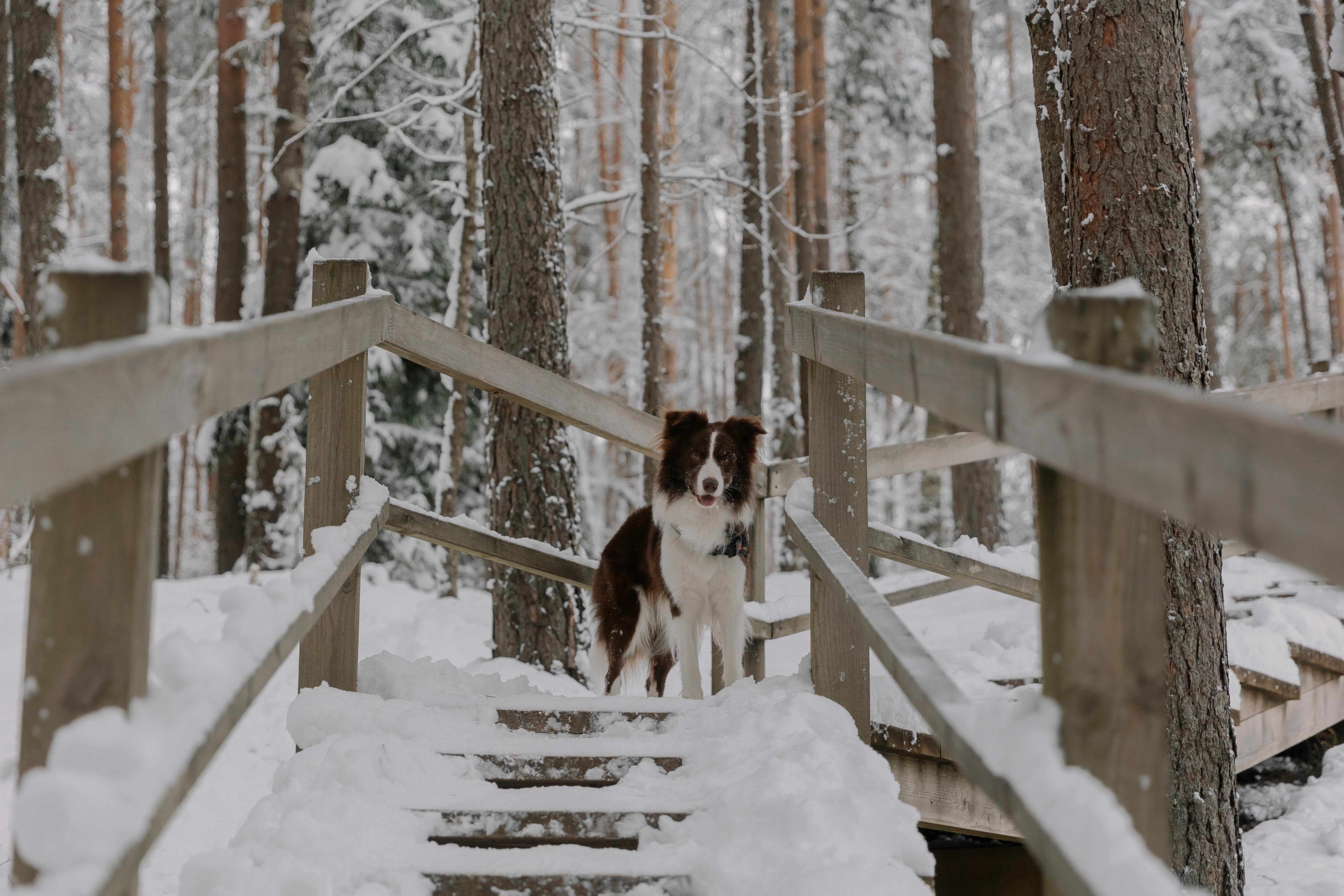 Outdoor Pet Safety Tips Every Owner Should Know — Photo by Elina Volkova on Pexels