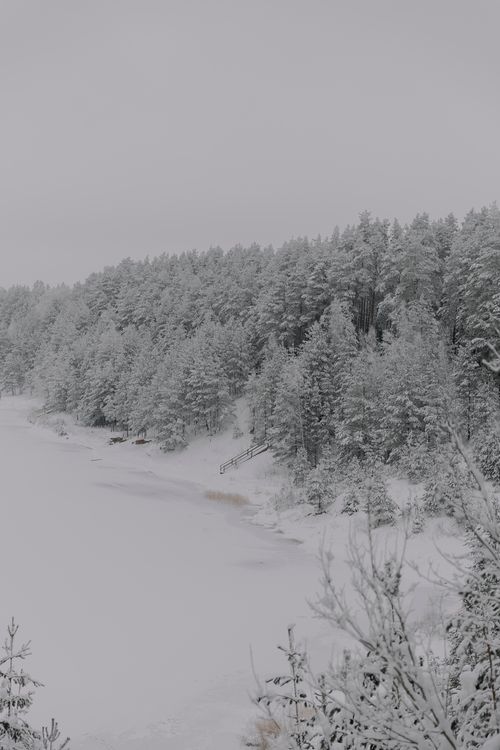 Free Serene winter landscape with snow-laden trees by a frozen lake. Calm and peaceful scenery. Stock Photo