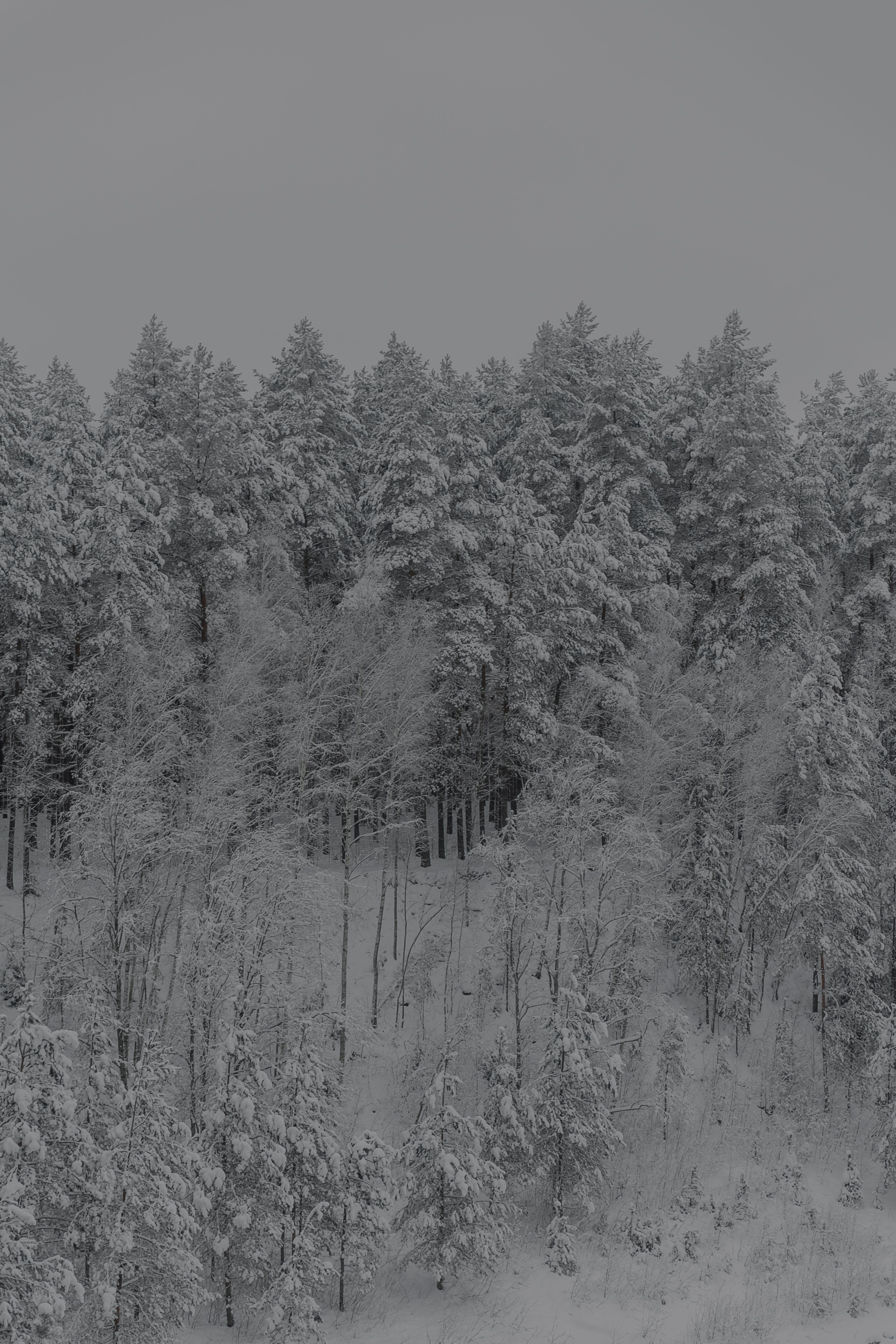 Forest in Winter in Black and White · Free Stock Photo
