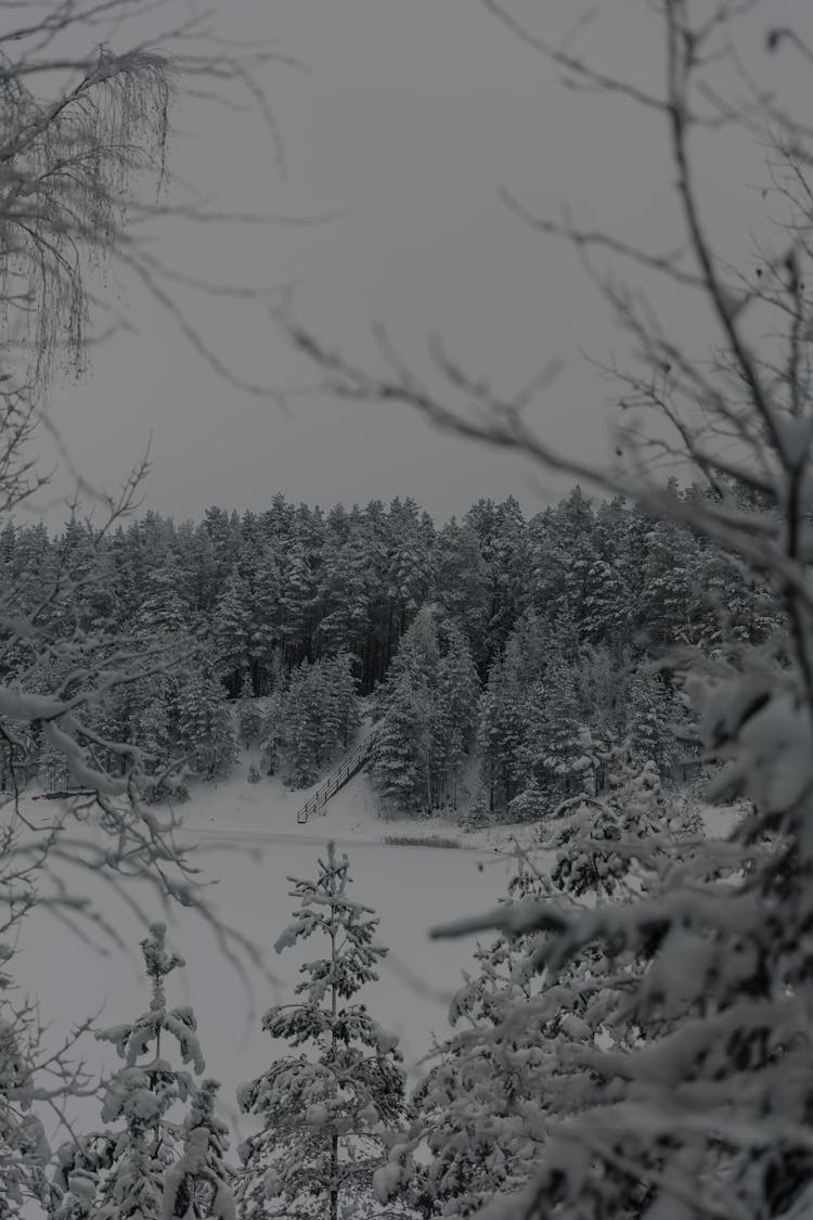 Snow Covered Trees Under Cloudy Sky