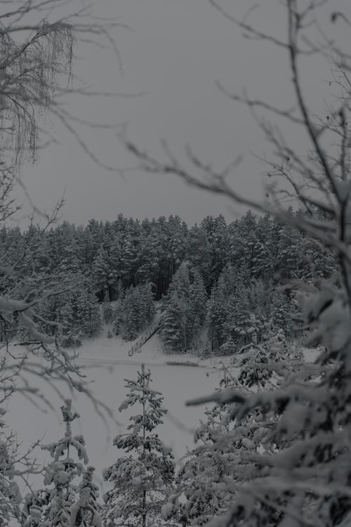 Free A serene winter scene of a snow-covered forest under a cloudy sky, exuding tranquility. Stock Photo