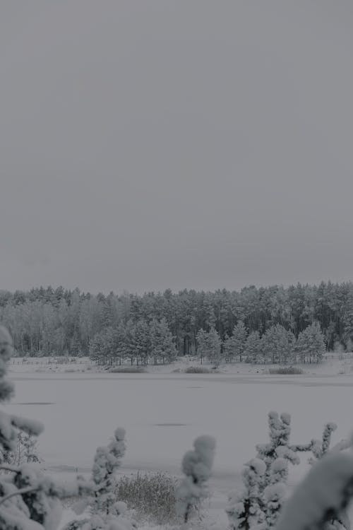 Бесплатное стоковое фото с вертикальный выстрел, зима, лес