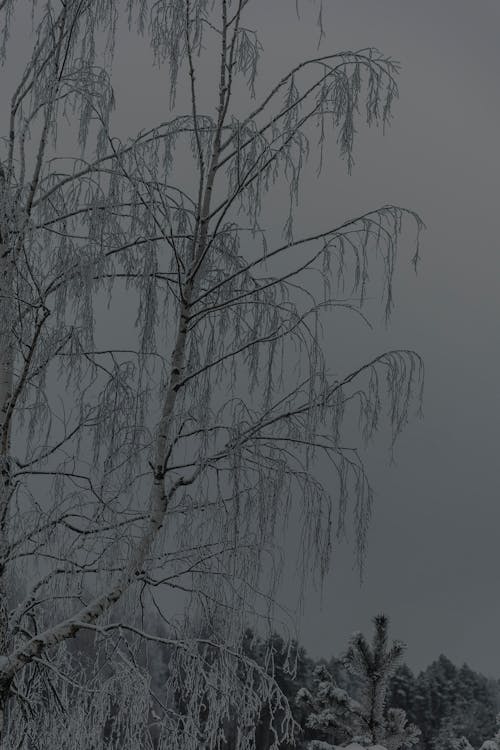 Tree under Clouds in Winter 