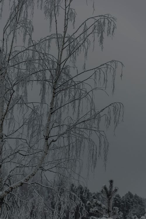 Free A silhouette of a snow-covered tree against an overcast winter sky. Stock Photo