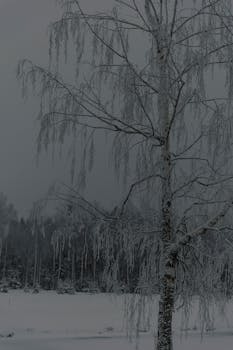 A tranquil winter scene with a frosted birch tree, capturing the essence of a snowy landscape.