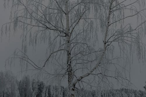 Snowed Leafless Tree in Winter