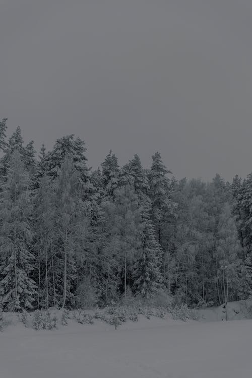 Snow Covered Forest