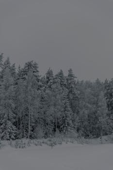 A tranquil snowy forest landscape captured in black and white during winter.