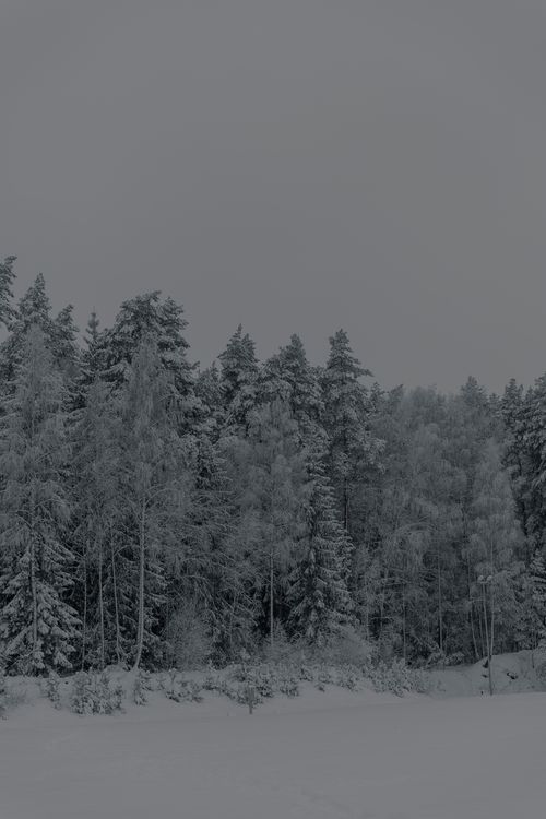Free A tranquil snowy forest landscape captured in black and white during winter. Stock Photo