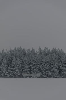 A serene winter landscape showcasing a snowy forest with a volleyball net, capturing the stillness of a monochrome scene.