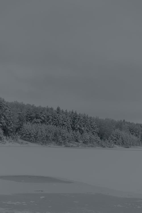 Foto profissional grátis de árvores, cenário, com frio