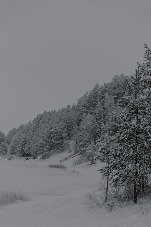 Foto d'estoc gratuïta de arbres, boira, congelat