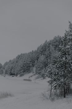 A tranquil snowy forest scene with conifer trees blanketed in fresh snow, exuding winter beauty.