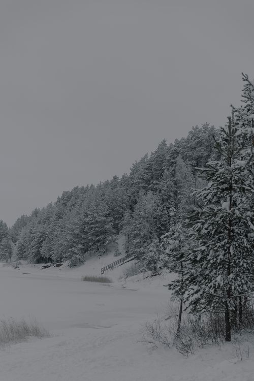 Free A tranquil snowy forest scene with conifer trees blanketed in fresh snow, exuding winter beauty. Stock Photo