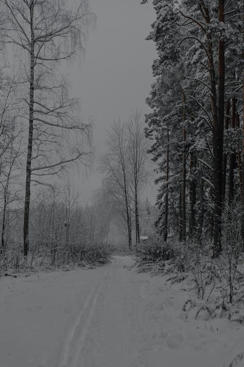 Foto stok gratis alam, dingin, hitam & putih