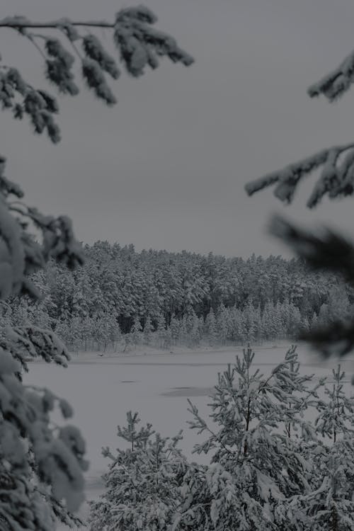 Frozen Lake in the middle of Forest