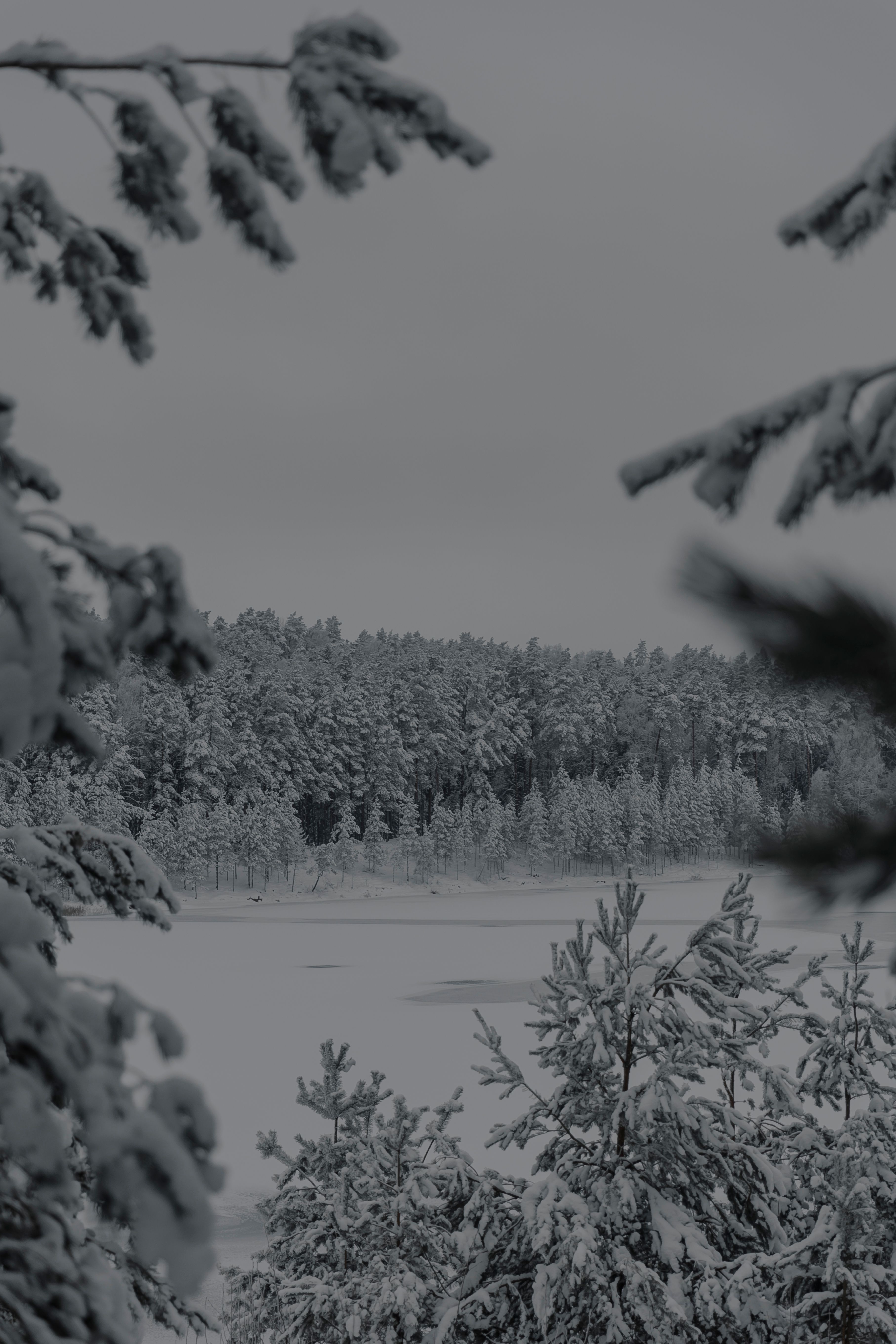 Frozen Lake in the middle of Forest · Free Stock Photo