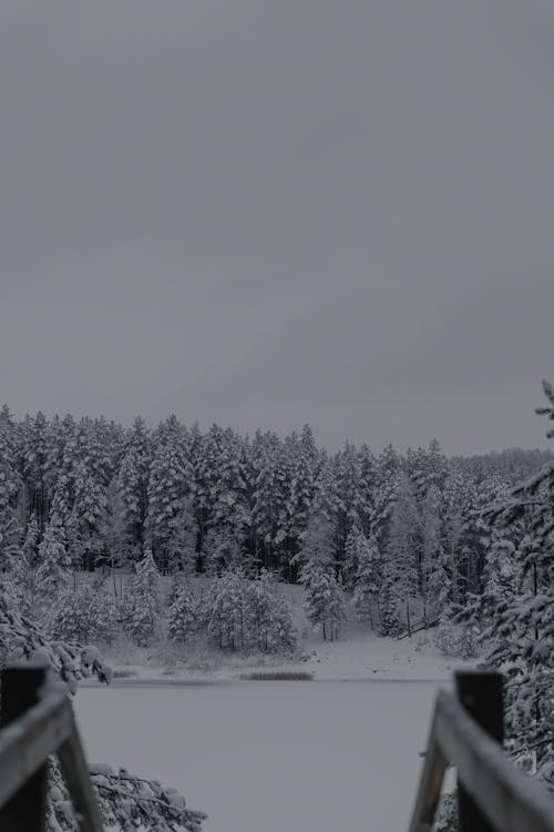 ağaçlar, buz tutmuş, dikey atış içeren Ücretsiz stok fotoğraf