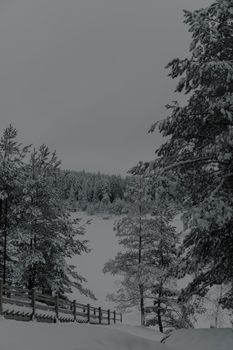A tranquil snowy forest scene with wooden stairs leading down a hillside, encapsulating winter's beauty.