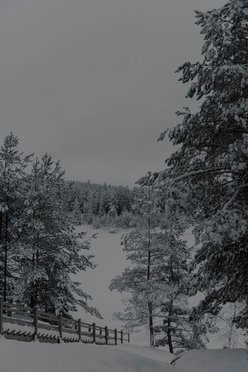 Free A tranquil snowy forest scene with wooden stairs leading down a hillside, encapsulating winter's beauty. Stock Photo
