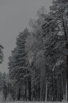 A serene winter forest scene with snow-covered pine trees under a gloomy sky.
