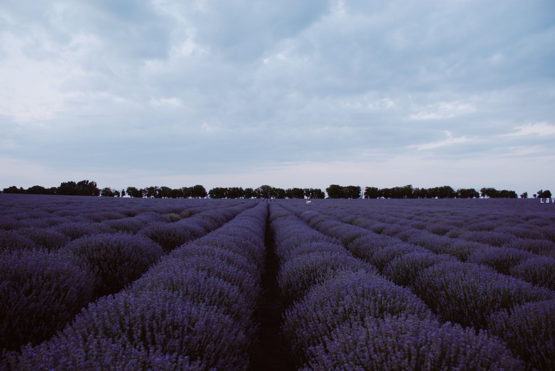 Pruning French and Spanish Lavender — lavender pruning and care