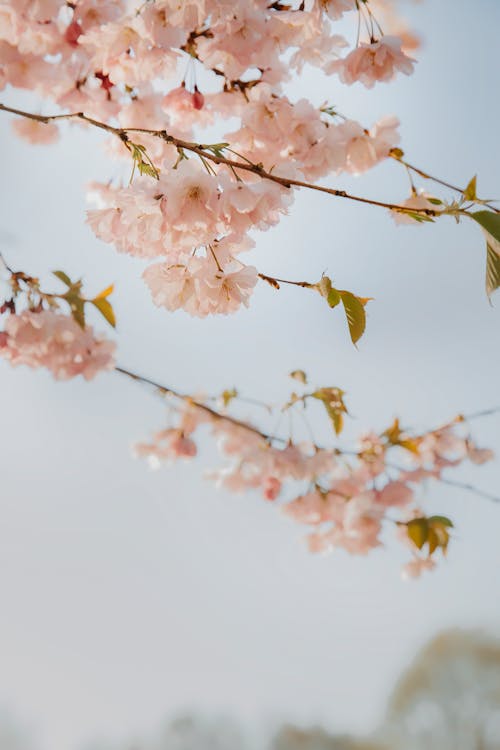 Základová fotografie zdarma na téma jaro, krása v přírodě, květ