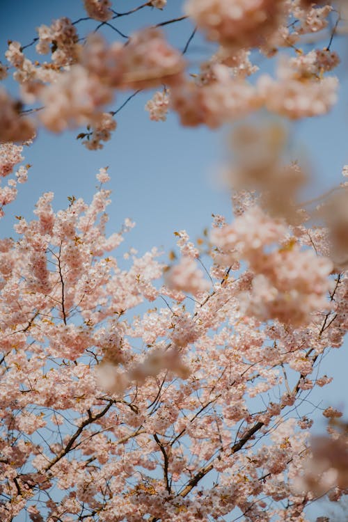 Foto profissional grátis de árvore, cereja, céu azul