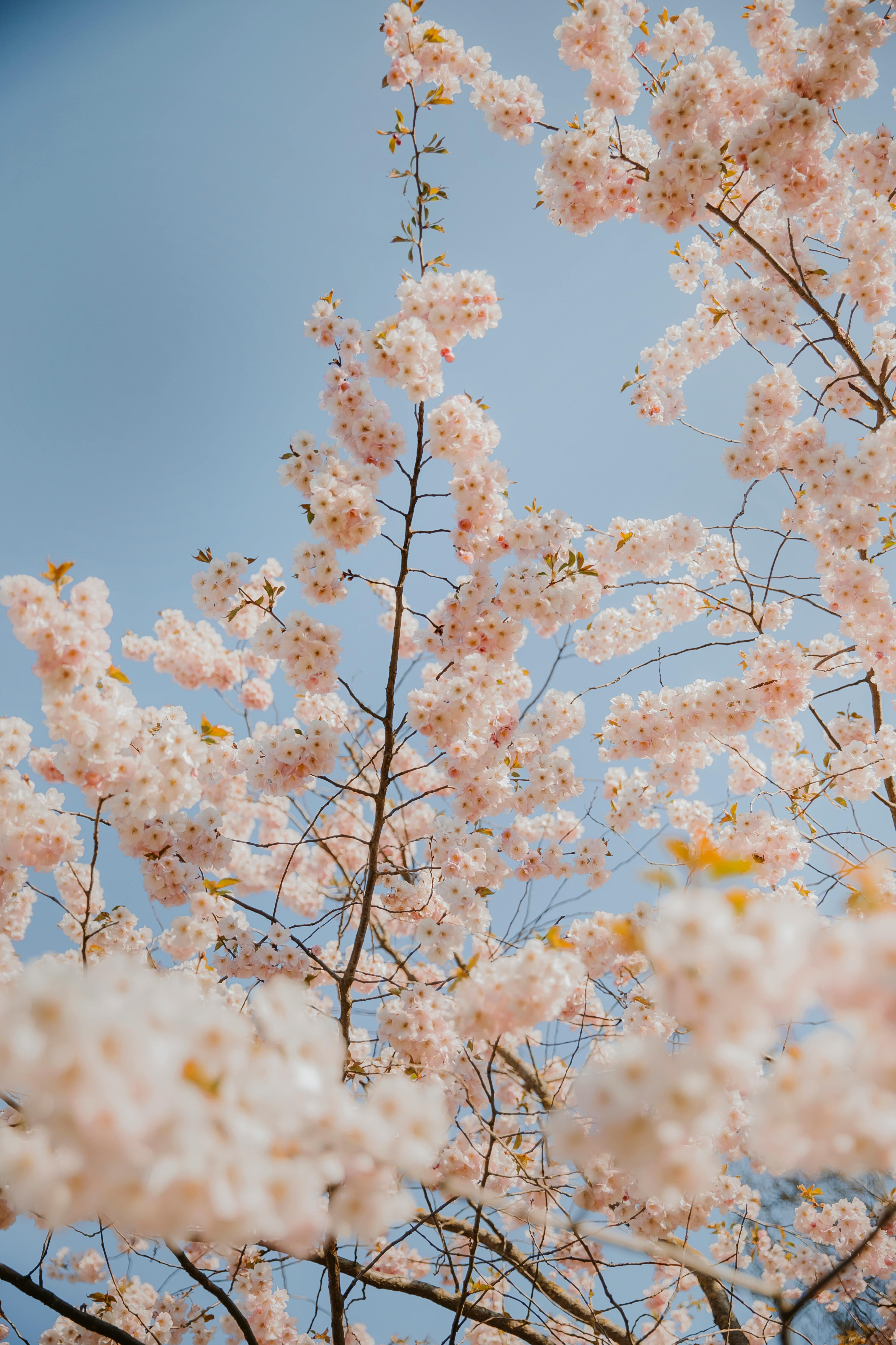 Close-up of Cherry Tree in Blossom · Free Stock Photo