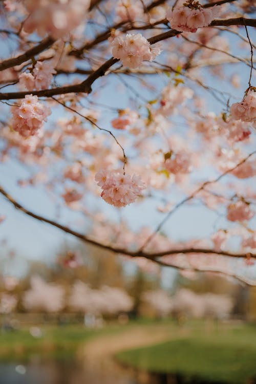 Základová fotografie zdarma na téma jaro, krása v přírodě, květ