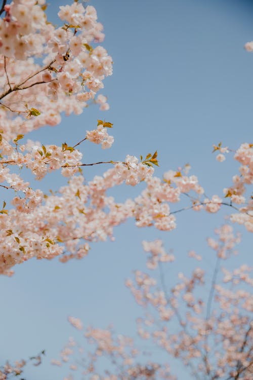 Základová fotografie zdarma na téma detail, jaro, květ