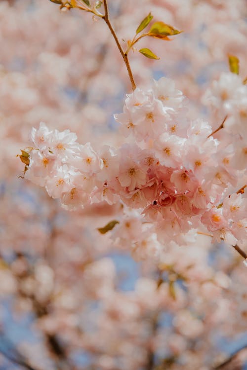 Close up of Cherry Blossoms in Spring