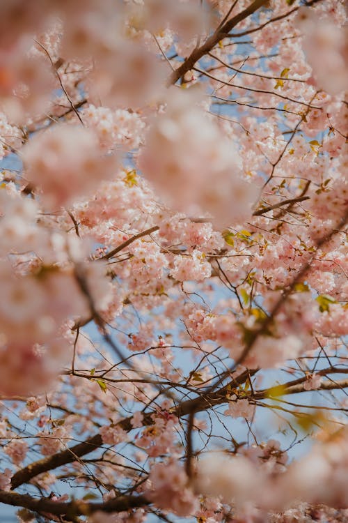 Kostnadsfri bild av blommor, färsk, fjäder