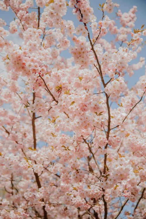 Free Close-up of cherry blossoms in full bloom against a clear blue sky, capturing the essence of spring. Stock Photo