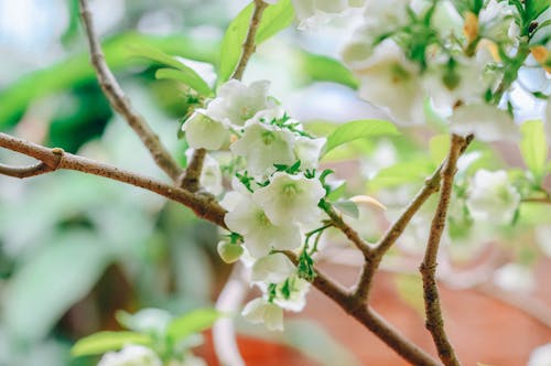 Branch with Blossoms