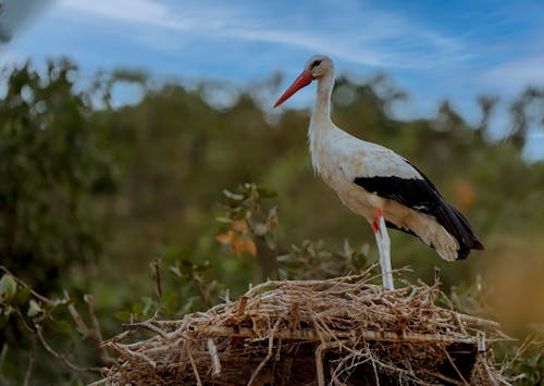 Δωρεάν στοκ φωτογραφιών με άγρια φύση, ορνιθολογία, παρατήρηση πουλιών