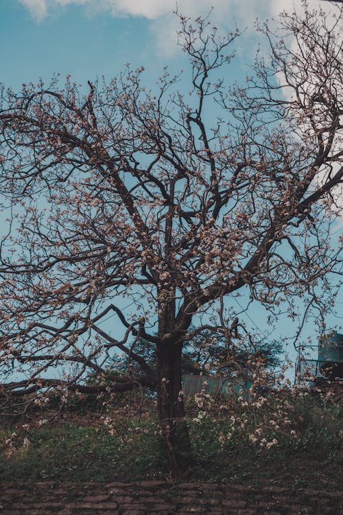 Blooming Flowers on Tree against Blue Sky