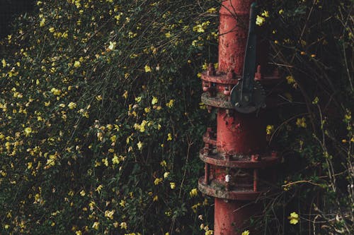 Free stock photo of beautiful nature, blossom flora, catholic church